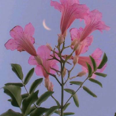 代号扇手游